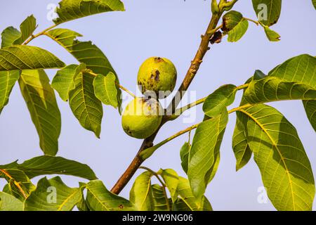 Two walnuts on a branch next to leaves on a walnut tree in fall Stock Photo