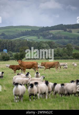 Mixed grazing in a pasture with both cows and sheep grazing in same field, Cumbria, UK. Stock Photo