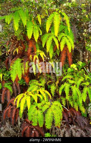 Uluhe (Dicranopteris linearis) fern along Kaumana Historic Trail, Hilo Forest Reserve, Hawaii Stock Photo