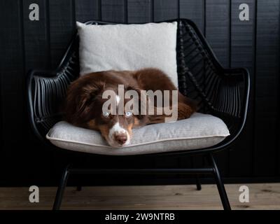 Australian Shepherd on a chair dark background Stock Photo