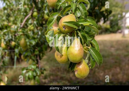 Pear tree in a vibrant fruit tree orchard in warm sunshine Stock Photo