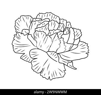 Carnation flower line art drawing vector isolated. Stock Vector