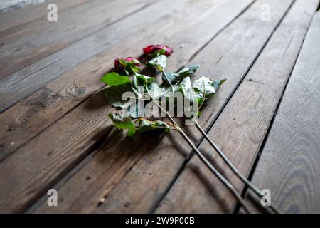 Roses in the accommodation commemorating the deaths at Auschwitz and ...
