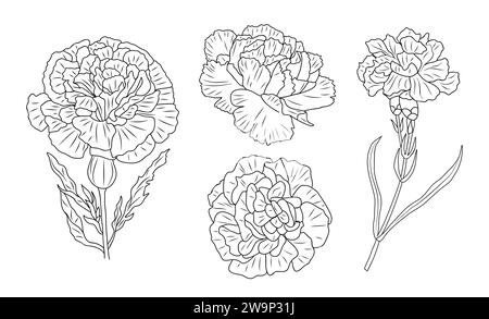 Carnation january birth month flower art Vector Image