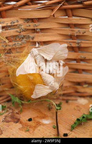 Domestic silkmoth (Bombyx mori). Copula. Stock Photo