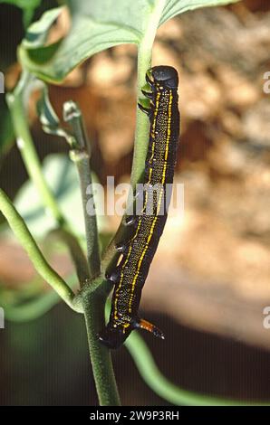 White-lined Sphinx Moth Caterpillar (Hyles lineata Stock Photo - Alamy