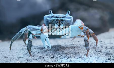 Underwater Close-up view of a rainbow crab (Cardisoma armatum) Stock Photo