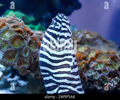 Close-up view of a zebra moray (Gymnomuraena zebra) Stock Photo