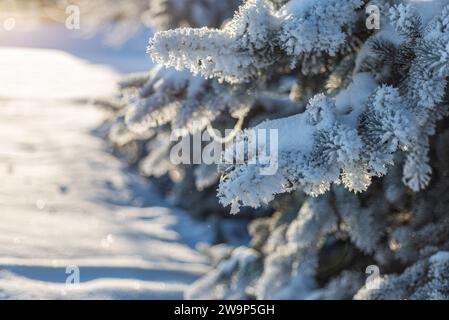 Fir branches in the snow, frosty clear day. Winter, New Year. Christmas. Close-up of fir branches covered with snow in the morning winter forest. Real Stock Photo