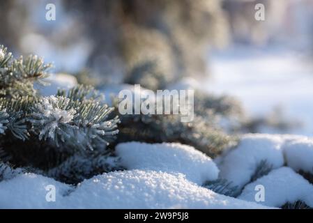 Close-up of fir branches covered with snow in the morning winter forest. Real winter background. Fir branches in the snow, frosty clear day. Winter, N Stock Photo
