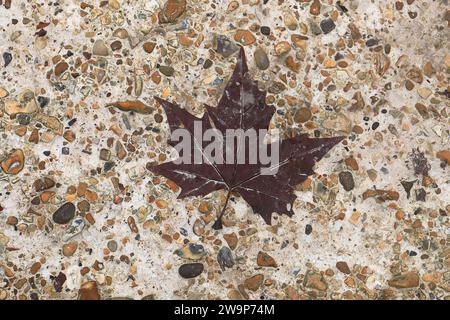 A dark red maple leaf fallen on a concrete path with gravel inserts Stock Photo
