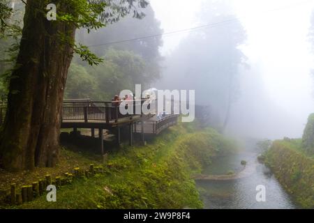 Alishan, Taiwan - October 08 2023 :Natural Hiking Area of Alishan National Forest in Taiwan Stock Photo