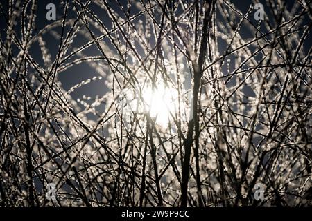 Crystals of frost backlit on the branches of a burning bush in winter. Stock Photo