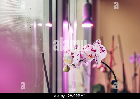 Phalaenopsis orchids blooming under grow lamp on window sill. Full spectrum light for growing house plants in winter. Care Stock Photo