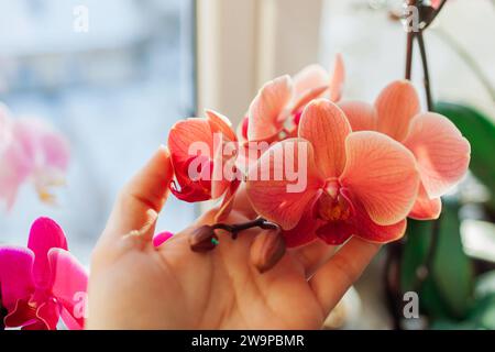 Close up of orange orchid phalaenopsis. Woman taking care of house plants. Gardener holding flowers growing on window sill Stock Photo