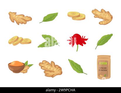 Set of fresh ginger root, sliced pieces, flower, green leaves, powder in a pack and in a bowl. Vegan food vector icons in a trendy cartoon style. Heal Stock Vector