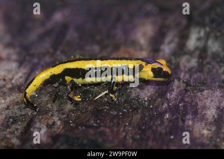 Colorful closeup on a juvenile yellow and black Europeran fire salamander, Salamandra salamandra fastuosa from France Stock Photo