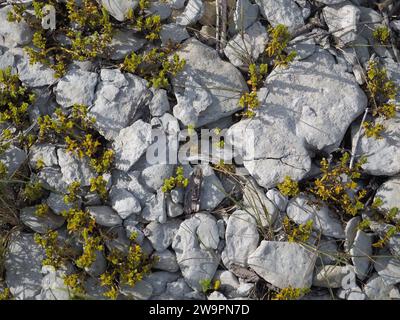 Rocky road with small stones and seaweed Stock Photo