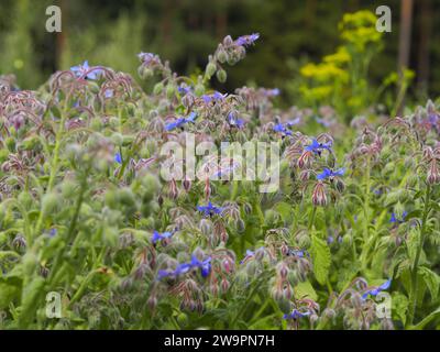 Beautiful borage on flower field with lots of bees Stock Photo