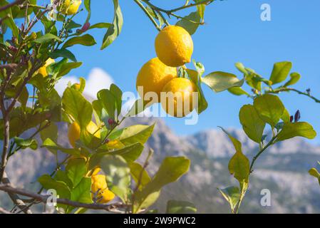 Ripe lemons (Citrus x limon) on a tree, lemon tree with green leaves and flower buds against a blue sky, mountains in the background, valley of Stock Photo
