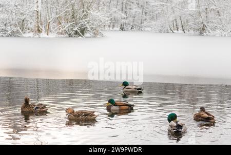 A group of mallards (Anas platyrhynchos), males in their plumage and females, swimming on a half-frozen pond in winter, birds preening or resting Stock Photo