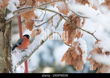 A bullfinch or eurasian bullfinch (Pyrrhula pyrrhula) sits in winter on a snow-covered branch between snow-covered branches with dry, brown leaves of Stock Photo