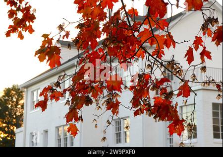 Red Maple Leaf Foliage Against White Mansion Exterior Stock Photo