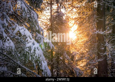 The snow-covered pine tree branches during the sunset in Siberian taiga at Khanty-Mansiysk, Russia. Stock Photo