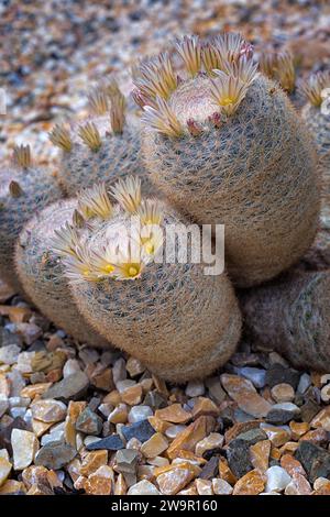 Mammillaria candida, Cactaceae. Ornamental succulent plant. rare cactus. globular shape, yellow flower. Stock Photo