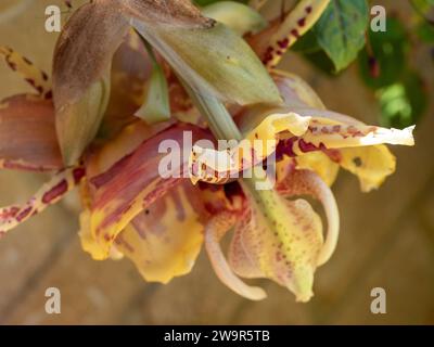 Upside-down (Stanhopea ) Orchid flowers blooming under the bottom of their hanging basket, waxy yellow with red patterns,  summer, Australia Stock Photo