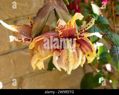 Upside-down (Stanhopea ) Orchid flowers blooming under the bottom of their hanging basket, waxy yellow with red patterns,  summer, Australia Stock Photo