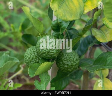 Lumpy green Kaffir limes on a tree, rind and leaves are common ingredient used in Thai cooking Stock Photo