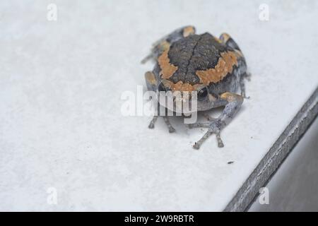 close shot of the Kaloula pulchra frog Stock Photo