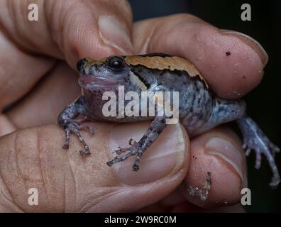 close shot of the Kaloula pulchra frog Stock Photo