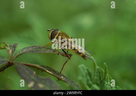 Detailed closeup on a Syrphus hoverfly, isolated sitting on a a green leaf against a blurred background in the garden Stock Photo