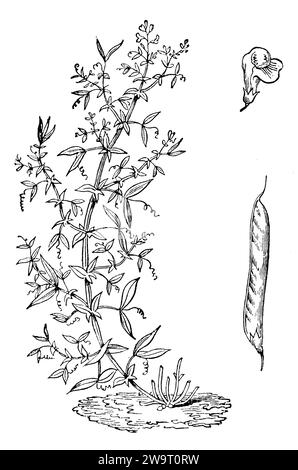 Meadow vetchling, Lathyrus pratensis, anonym (agricultural book, 1876), Wiesen-Platterbse, Gesse des prés Stock Photo