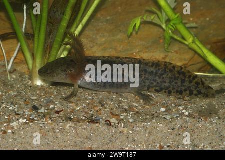 Detailed closeup on a gilled larvae of the critically endanegered Mexican Achoque, Ambystoma andersoni Stock Photo
