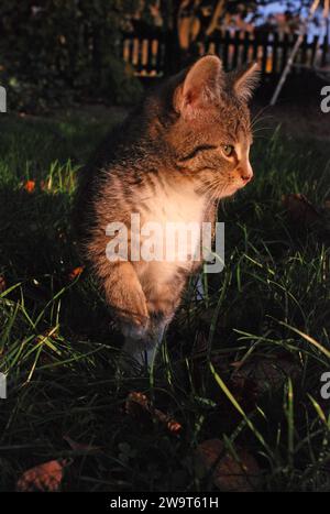 31.10.2010 kleine Katze Deutschland/ Niedersachsen/ Landkreis Gifhorn/ Südheide/ Schönewörde/ junge Katze sitzt am Abend auf einer Wiese im Garten *** 31 10 2010 small cat Germany Lower Saxony district of Gifhorn Südheide Schönewörde young cat sitting on a meadow in the garden in the evening Stock Photo