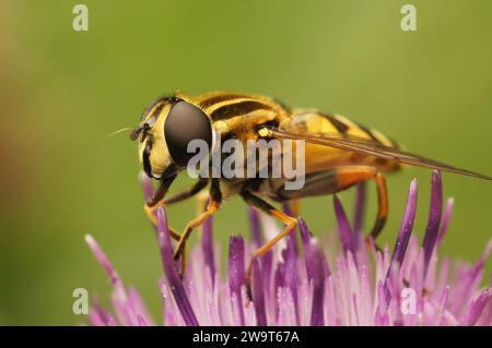 Natural closeup on a hairy dangling marsh-lover hoverfly, Helophilus pendulus, sitting on a purple knapweed, Centaurea jacea Stock Photo