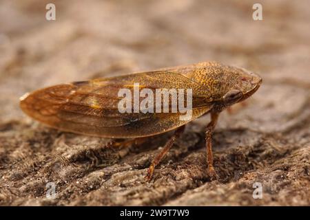 Detailed closeup on the European alder spittlebug, Aphrophora alni, sitting on a stone Stock Photo