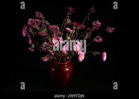 wilted pink Chrysanthemum flowers in a vase on a black background. Front view. Stock Photo