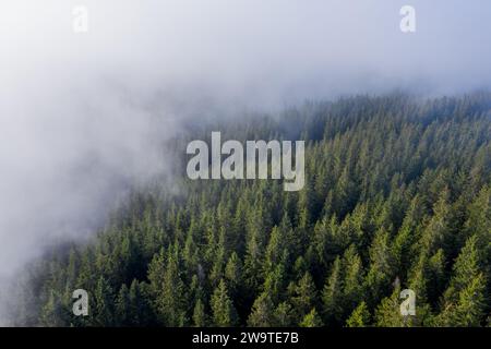 Aerial view of thick fog covering the forest in the mountains. Stock Photo