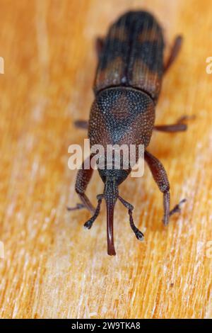 Diocalandra frumenti commonly known as the palm weevil borer, the lesser coconut weevil or four-spotted coconut weevil. Pest of coconut and other palm. Stock Photo