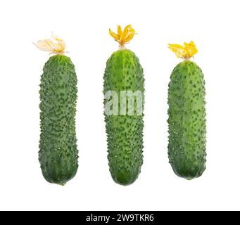 three fresh raw cucumbers isolated on white background with clipping path Stock Photo