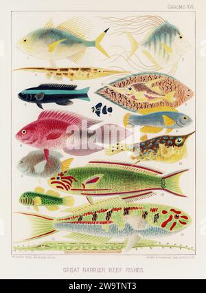 The Great Barrier Reef of Australia. A colorful plate of an antique ...