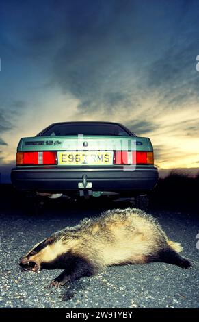 Badger killed on the road by a passing car in the evening Stock Photo