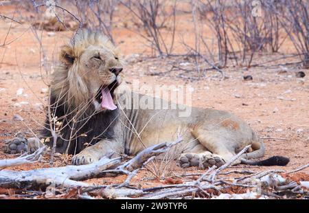 Beautiful male lion resting beneath a tree with mouth partially open ready to yawn. Okawao waterhole, Etosha national park, Namibia Stock Photo