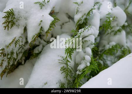 Thuja branches covered with snow in the winter garden Stock Photo