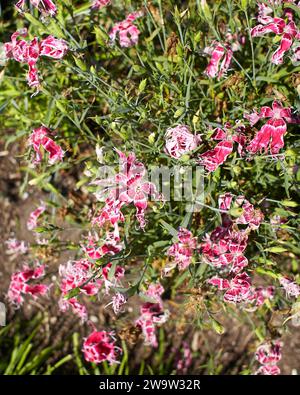 Many small pale pink, red  carnation flowers on a background of grey-green leaves. Pentecost carnation (Dianthus gratianopolitanus) Stock Photo