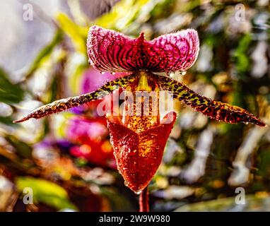 Paphiopedilum, often called the Venus slipper, is a genus of the lady slipper orchid subfamily Cypripedioideae of the flowering plant family Orchidace Stock Photo